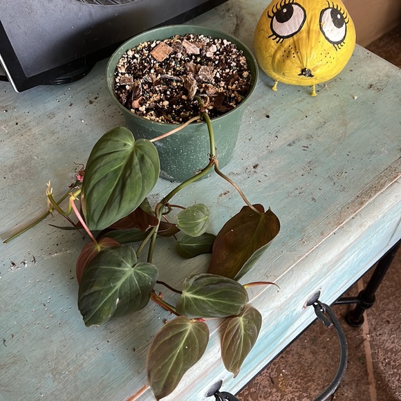 Philodendron Mican’s 6 inch pot - Picture 4 of 4